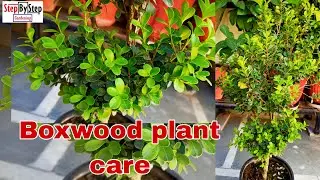 Boxwood plant care//Care of Buxus plant