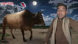 Finally Jersey Bull 2.0 Mil Gaya😱Live*Video-Proof