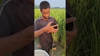 Amazing plastic pipe fishing trap in pond #fishing #fishinglife #villagelife #fishingvideo