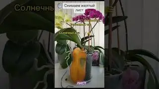 Что скрывается под желтым листом орхидеи? #орхидеицветут #орхидеи #orchidcare #orhidee #flowers