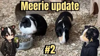 Whoopie & Bano sind da! Meerie update #2 | Die Böcke 