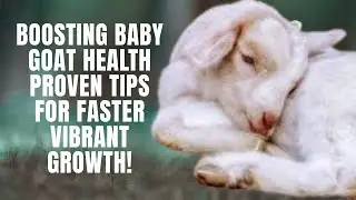 Boosting Baby Goat Health Proven Tips for Faster, Vibrant&nbsp;Growth!