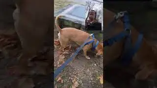 Gutterpunk dog walking with ARMMA Senton with Vortex wheels!