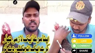 APNA #MURGA # AK lazmi ready rakkhay #رمیز قریشی # qureشhi #Aseel #roster # house