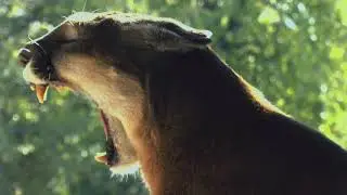 I WAS PREY on Animal Planet
