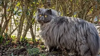 Cute manul-looking cat. Google Pixel 7 Pro beautiful 4k 60fps video recording quality