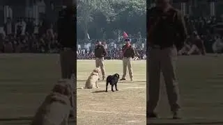 26 january 2026 dog show Gurugram. #pets #police #gurugram #dogshow