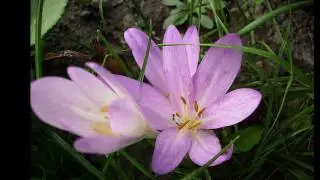 Robert Stolz, 20 Blumenlieder - Herbstzeitlosen (Autumn Crocuses, Les colchiques)