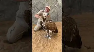 Huge Lappet-faced Vulture!! 😱🦅
