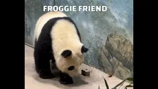 🐼 #Giantpanda Xiao Qi Ji: Meet #Frog, Qi Ji's new friend