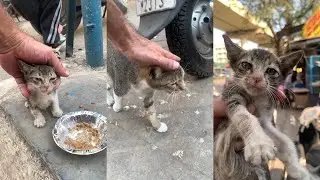 Shiny 🐱 times with lots of fun 🤩 😻 Gunda 🐈‍⬛ Sundar 🐈 lend support 