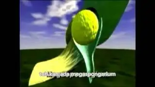 Pembuahan Reproduksi Gymnospermae Bahasa Indonesia