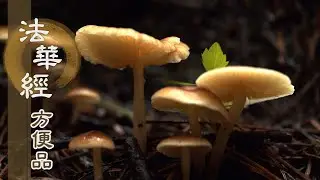 【靜思妙蓮華】法華經方便品 - 佛法難遇當敬信 - 20200901 第446集