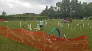 Sasha agility bloopers