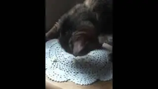FUNNY CAT EATS POPCORN!