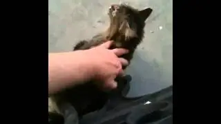 How to Handle a Feral Cat.