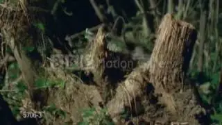 Raccoon forest
