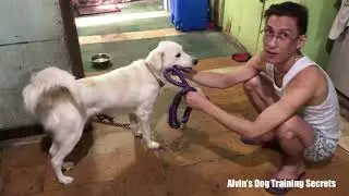Asong ayaw magpatali nangangagat