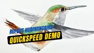 Rufous hummingbird - Quickspeed demo