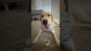 #everyone #shortsvideo #labradorretrieverpuppy #labby #puppylife #everyone #clothes #enjoylife