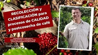 Hernando Tapasco: Buenas pr&aacute;cticas en RECOLECCI&Oacute;N y CLASIFICACI&Oacute;N claves de POST COSECHA y CALIDAD.