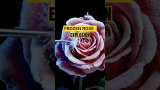 ASMR Frozen Rose Explosion with Hammer ❄️🌹 (Insane Shatter Tingles)