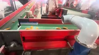 Cob husk and silk removal at Maize Cob dryer plant by air blow pressure