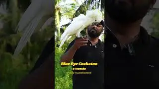 Blue Eyed Cockatoo | Largest white Cockatoo | #cockatoos #blueeyedcockatoo #ShaikhTanveer
