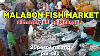 GRABE ANG ALIMASAG 20 PESOS NALANG PER KILO HIPON BAGSAK PRESYO AT 50 PESOS TUMPOK MAY ULAM KANA