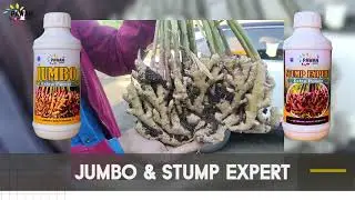 Give your ginger crop a boost with Jumbo and Stump expert!
