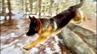 Just some German Shepherds running through the trees!  Natural shepherd sounds (no music)