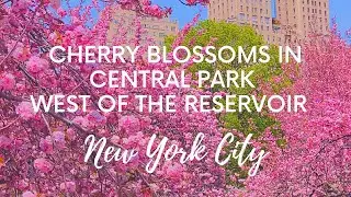Central Park Cherry Blossoms Hanami (花見, 
