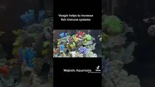 Voogle helps increase fish immune systems