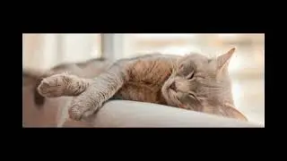Is Your Cat a Secret Aerobics Instructor? 🐾🐱💪