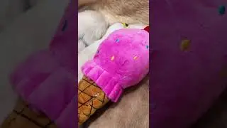 National Ice Cream Month at Dogs Inc