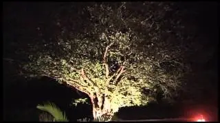 Abbotsbury Subtropical Gardens Enchanted Floodlit Gardens