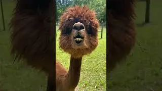 Why Do Alpacas Spit? #facts