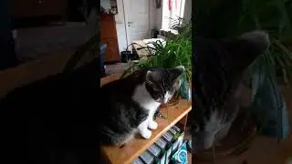 LuLu & LuCa (4) #lucasyard #luca #lulu #cats #watchcats #youtubecats #katzen #alleliebenluca