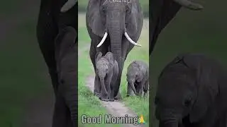 cute elephant family# shorts#youtube