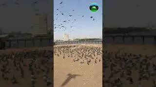Pigeon Point Native Jetty Karachi #youtubeshorts #shortsvideo #shorts #pigeon