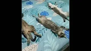 funny animals videos part 1 #funny #animals