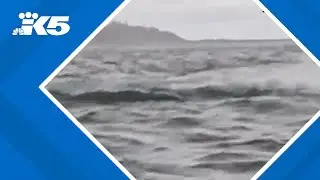 Video shows a humpback whale briefly swallow kayaker in Chilean Patagonia