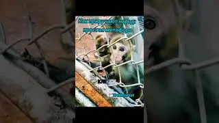 Как приручают народ: простая метафора