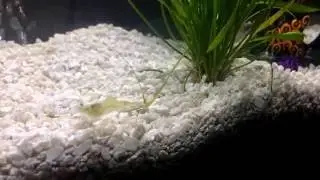 Beginner aquarist tips Part 1