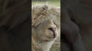 Learn sounds and facts of alpaca!!! #shorts