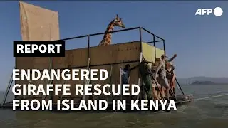 Third endangered giraffe floated from island on Kenya's Lake Baringo | AFP