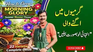 How to grow Morning Glory | Summer Bloomer Flower | Complete Guide | Javed Iqbal