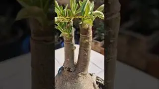 Three in one successful grafting #shorts #viralshorts #creativegardening