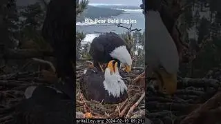 Jackie brings fluff 🌾💕🥚🥚🥚 Jackie& Shadow BIG BEAR BALD EAGLE Live Nest- Cam #nestcam