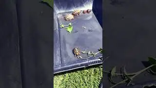 Tortoise Soak! Do it often and stay consistent #tortoisecare #reptiles #tortoise #shorts